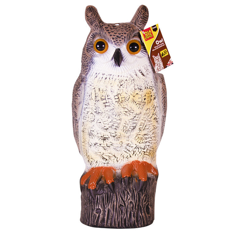 Owl