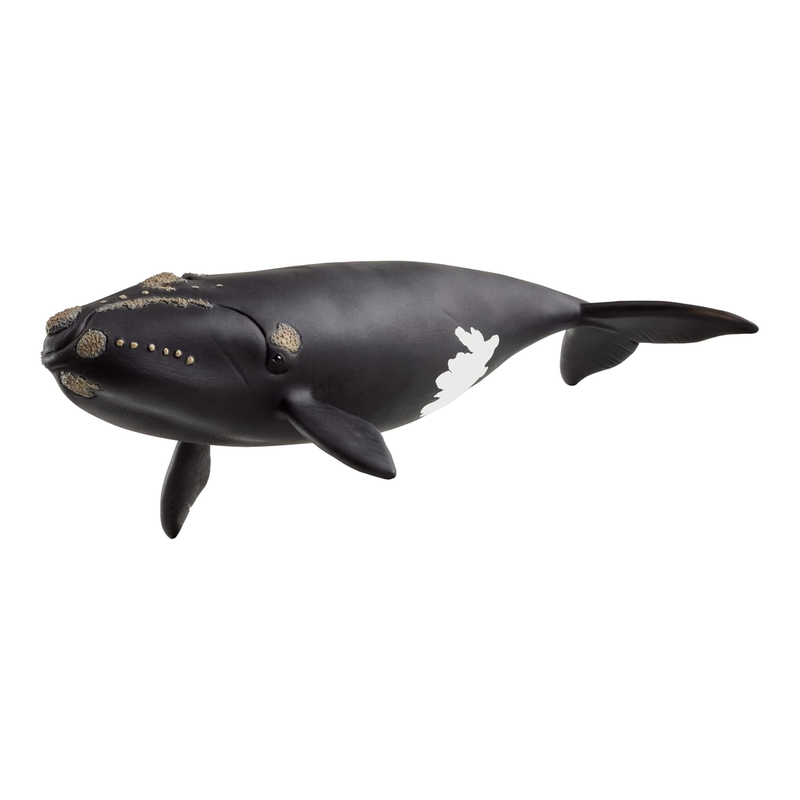 Schleich Wild Life Noordkaper speelfiguur - meerkleurig, 9,7 x 19,5 cm, 14878