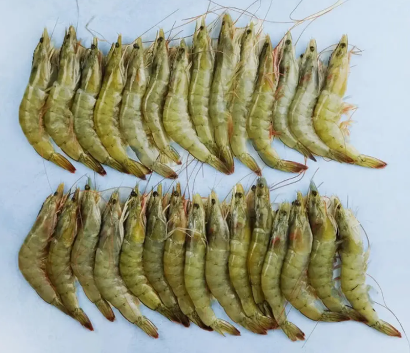 XL Frozen White Shrimp 2kg