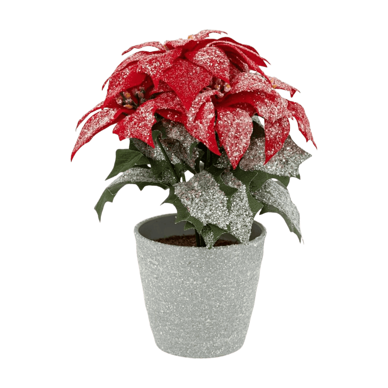 Poinsettia in pot, hoogte 22 cm