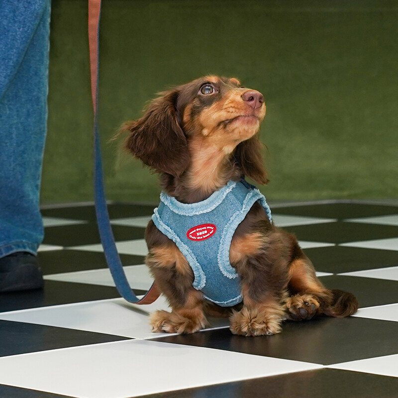 Denim Dog Harness & Leash Set, Adjustable Pet Travel Set (Size S, for pets 2.5 kg–5 k