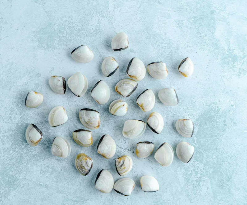 Wild White Meretrix Clams 1kg
